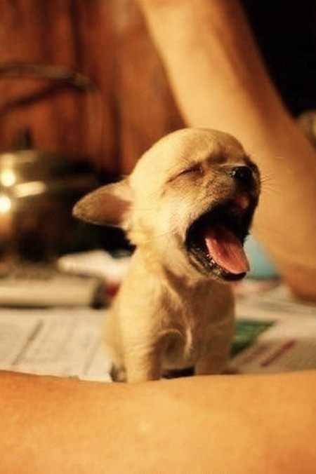English2155's tweet photo. Monday mornings can be rough. To help you get through the day, sleepy puppies. #unoproud #monday https://t.co/SLR7gv2S2i