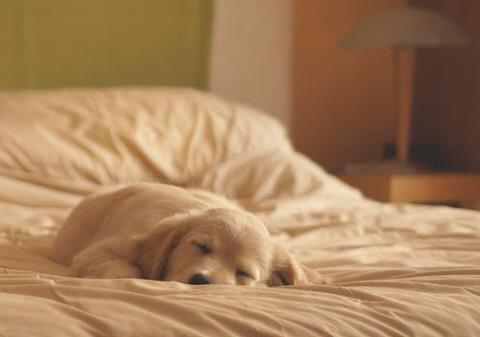 English2155's tweet photo. Monday mornings can be rough. To help you get through the day, sleepy puppies. #unoproud #monday https://t.co/SLR7gv2S2i