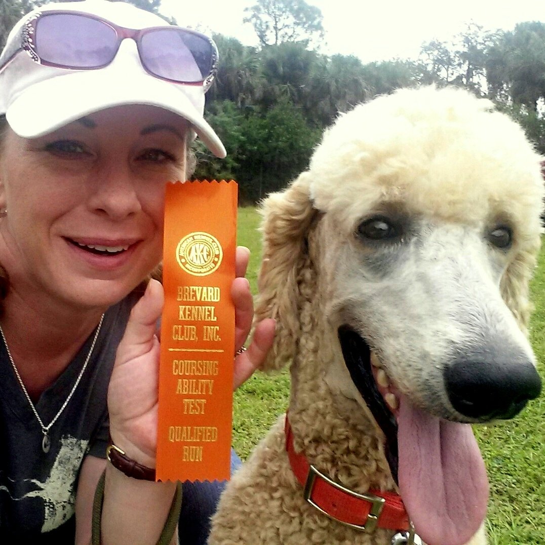 AstroTheMighty's tweet photo. Tried something new &amp; fun at my first AKC Coursing Ability test! #AKC #lurecourse #standardpoodle #astrothemighty https://t.co/rq33CbQ1LP