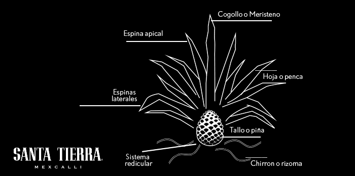 SantaTierra_'s tweet photo. Esa bebida que tanto nos gusta viene del agave. ¡Checa esta información! https://t.co/N4zEP1QdVd