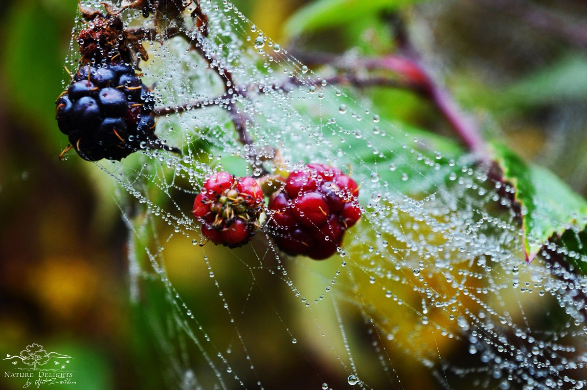 Nature Delights tweet media