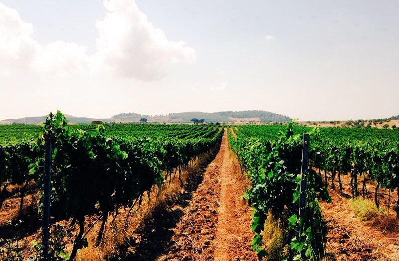 #wine #winelover #doc #sicilianwine #sicilia #vinoitaliano  #cantina #mazzarino #nerodavola philosophiana.com