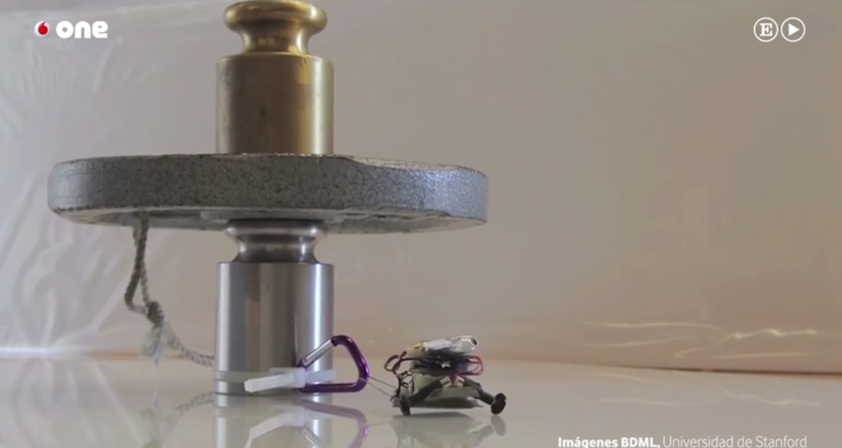 AngelToOficial's tweet photo. #Microtugs, minirrobots inspirados en geckos, hormigas y arañas https://t.co/7gInMbUeBS #ElFuturoEsOne #Tecnología https://t.co/UPpZmvppwa