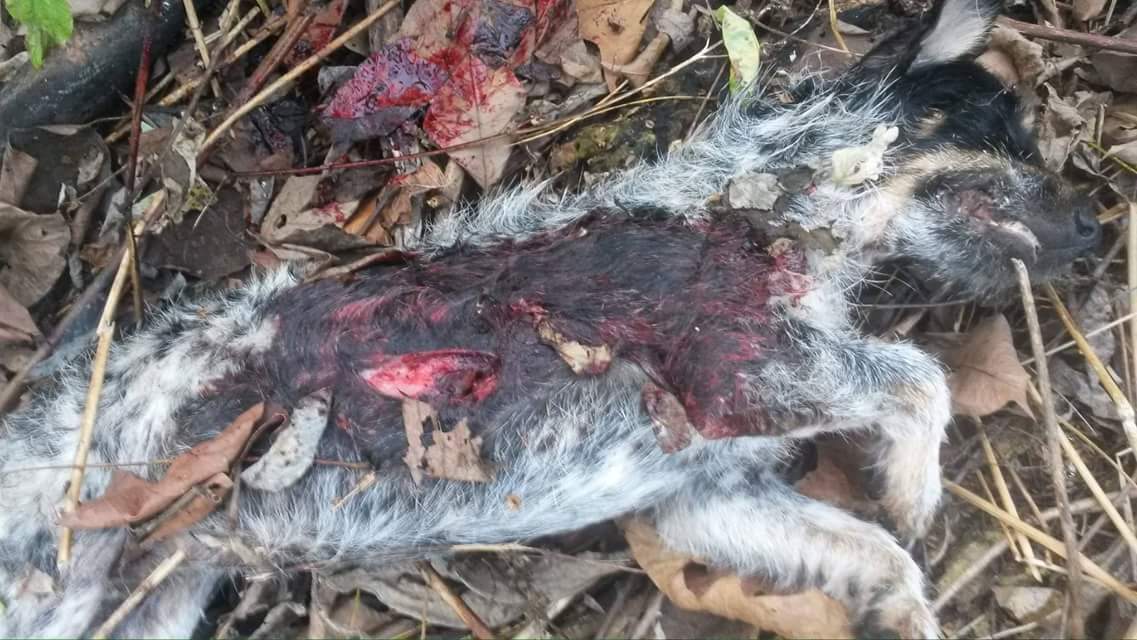 # justice for moomoo she was trapped in a cage and brutally stabbed to death