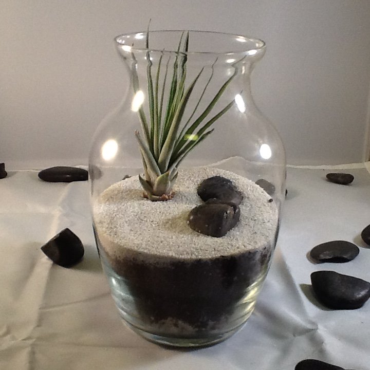 YourPromoFriend's tweet image. Followers: Here is a HUGE discount on a Duprey Terrarium ($29).
promo code: terra (.99cents) ow.ly/UZIjP