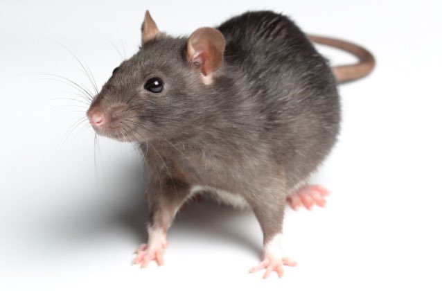 happyIittlepiIl's tweet photo. rats are actually kinda cute https://t.co/e187uGyj9J