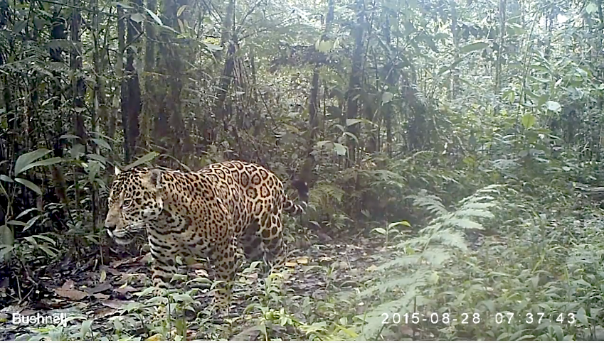 katemacrae's tweet photo. Incredible new @BushnellNature footage from @creesfoundation @andy_manu_peru …WOW! https://t.co/b444OTMuFZ https://t.co/ygHmD16uV9