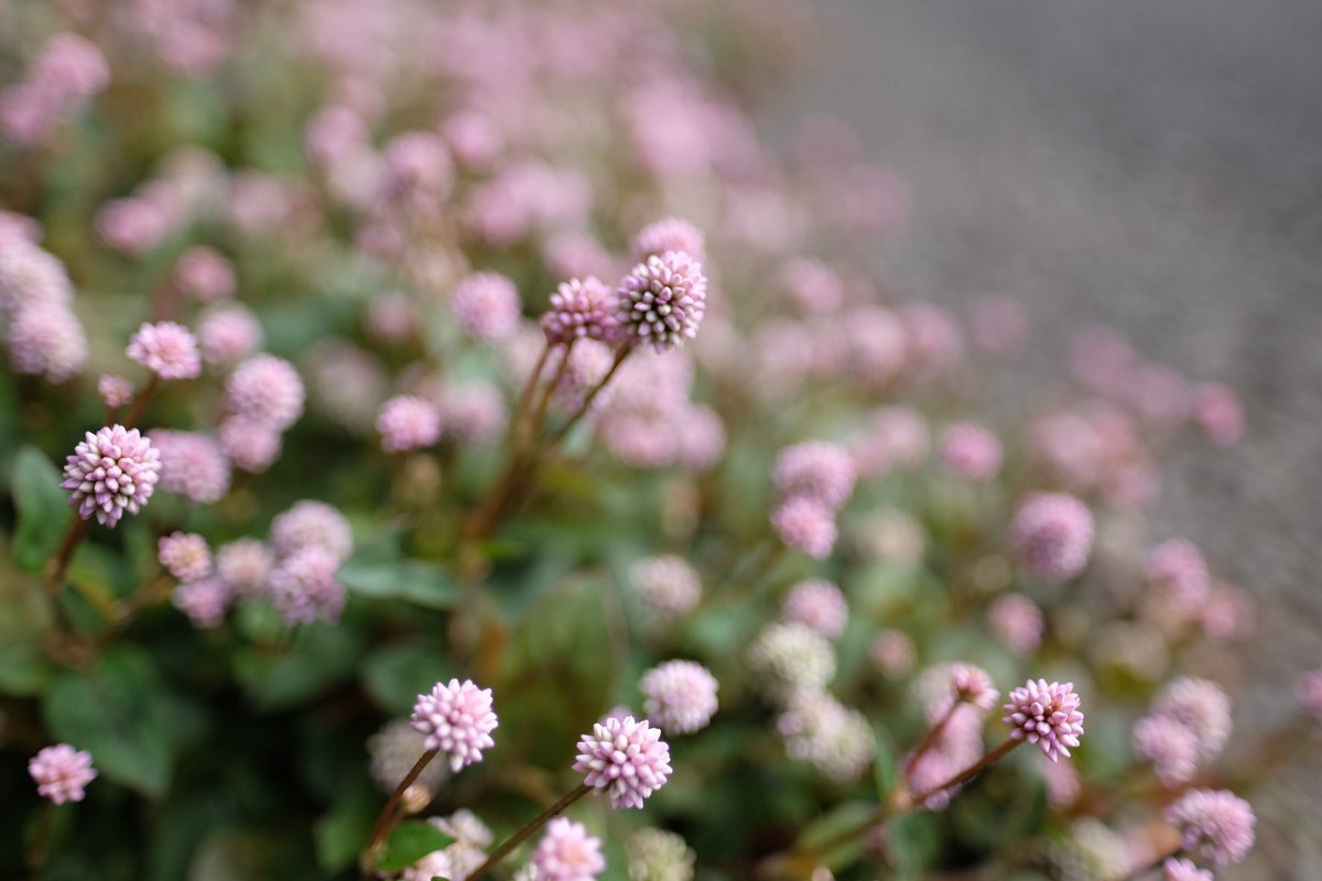 tm99fish's tweet image. 朝ぶら#ヒメツルソバ