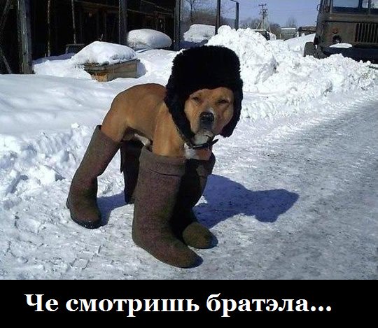 RUS_in_US's tweet photo. https://t.co/5kiEnaPvoZ