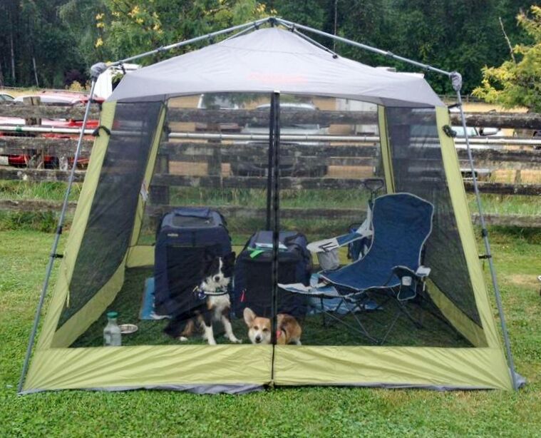 LSOutdoors's tweet photo. Keep the bugs out or your #FurryFriends in with our #ScreenTent from #LightspeedOutdoors! https://t.co/GmlqvNRWNp https://t.co/cSkolCKOil