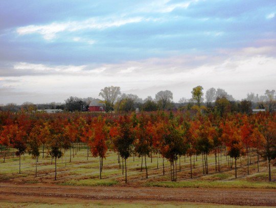 Dftrees's tweet image. Chinese Pistache hold some of the brightest fall colors! #dftrees #trees #fall