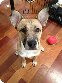 fwfprescue's tweet image. Hey! I'm CybilL, and I don't know how much cuter I can be here, so somebody please scoop me up already! #ADOPT #dogs