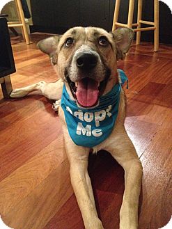 fwfprescue's tweet image. Hey! I'm CybilL, and I don't know how much cuter I can be here, so somebody please scoop me up already! #ADOPT #dogs