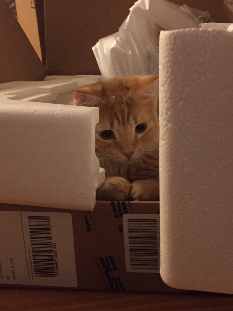 RyeTheCat's tweet photo. Hi #Belgium. I'm a cat.  #BrusselsLockdown https://t.co/N9KZW12jca