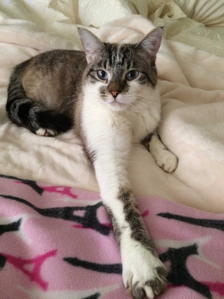 janetlmondragon's tweet photo. Simba update, improving every day! #valleyfirepets https://t.co/hE16UQ3UOC