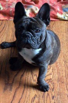 millypod1's tweet photo. #STOLEN Brindle French Bulldog Female PLEASE SHARE
#Cleveland #Teeside #Middlesbrough #TS3 https://t.co/BZUnE82VrH https://t.co/GaPFVT011C