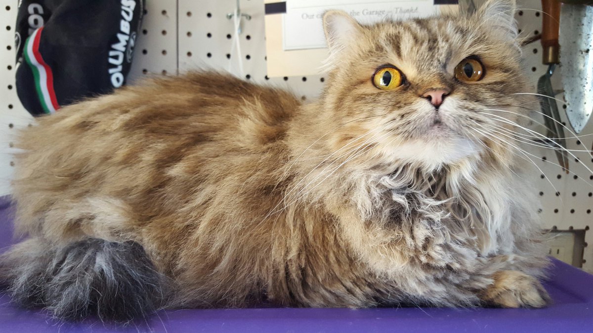VIPetsLLC's tweet photo. Just the cutest face! https://t.co/YlYG2vKXWc