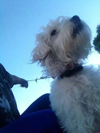 URGENTE RECOMPENSA PRINCESA sin cola esterilizada perdida 19-10 Ccs 04167256180 <a href="/soylimajuliet/">Juliet Lima</a> <a href="/jonmontenegro/">Jonathan Montenegro </a>