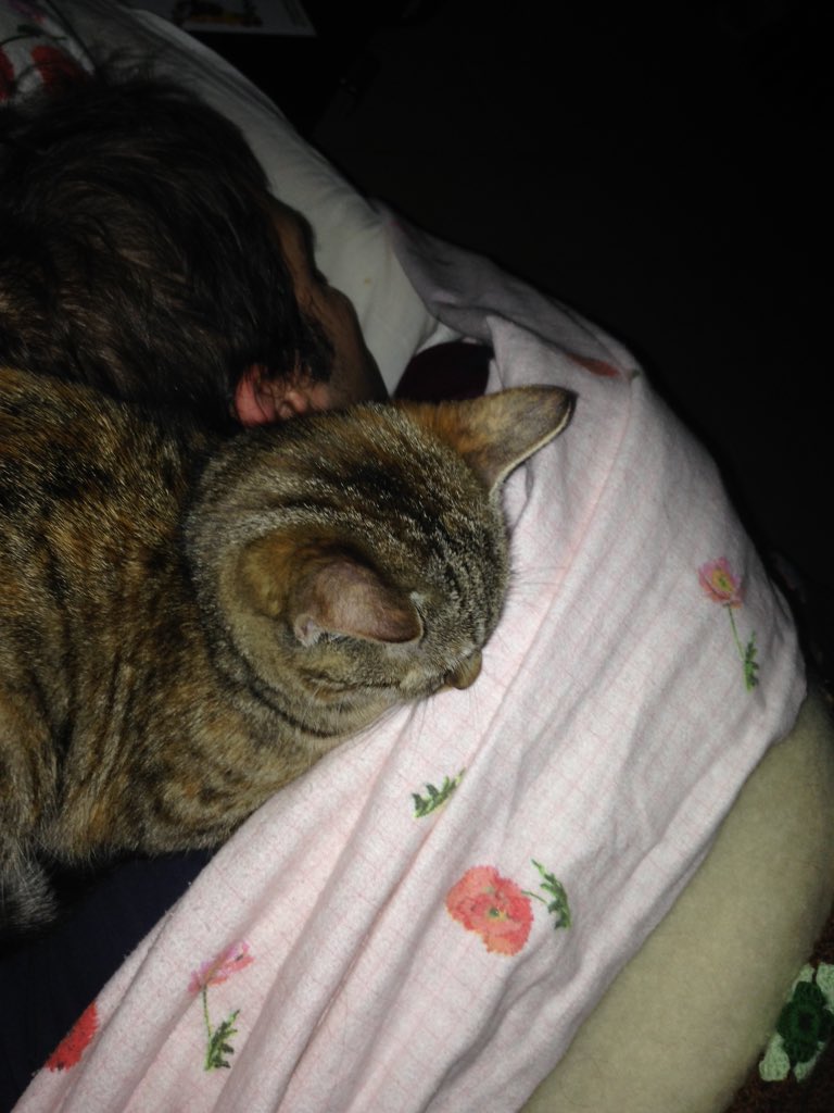 trombinikendra's tweet photo. #gatti che dormono in posizioni assurde #buonanotte #GoodNight #sogni #sleep #bene #amore #love #animal https://t.co/zUxkQRe1cI