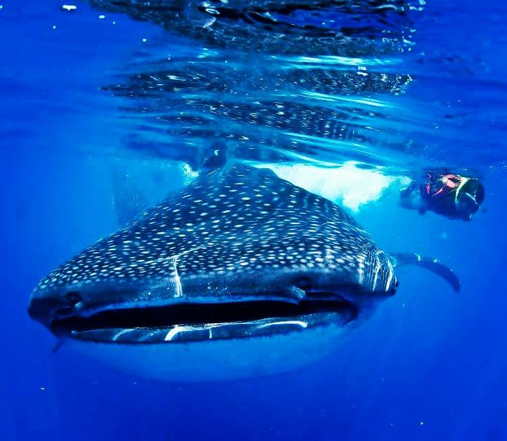 O_Bustindui's tweet photo. #Vacaciones #aventura #rivieramaya #whaleshark #travelling #travelaroundtheworld #mexico #snorkel #risktaker https://t.co/kubjAhTsid
