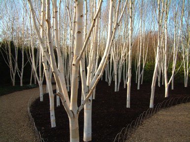 Enjoying winter stems thinkgardenthinkrichard.co.uk/2015/11/23/enj…