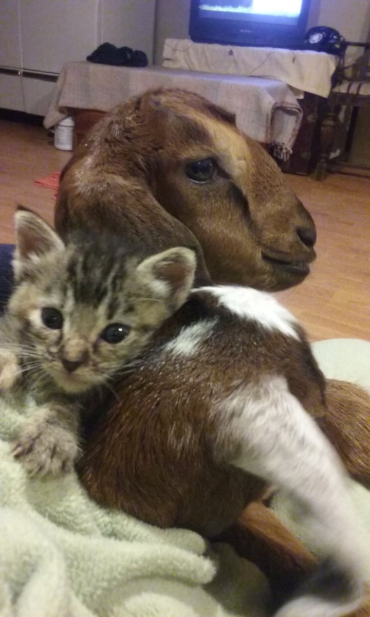 DizzyDaysFarm_'s tweet photo. We had to bottle feed 4 kittens &amp; 2 baby goats, because their mothers didn't!  #dizzydays #farmrescue #loveanimals https://t.co/gwQz5hnWL1