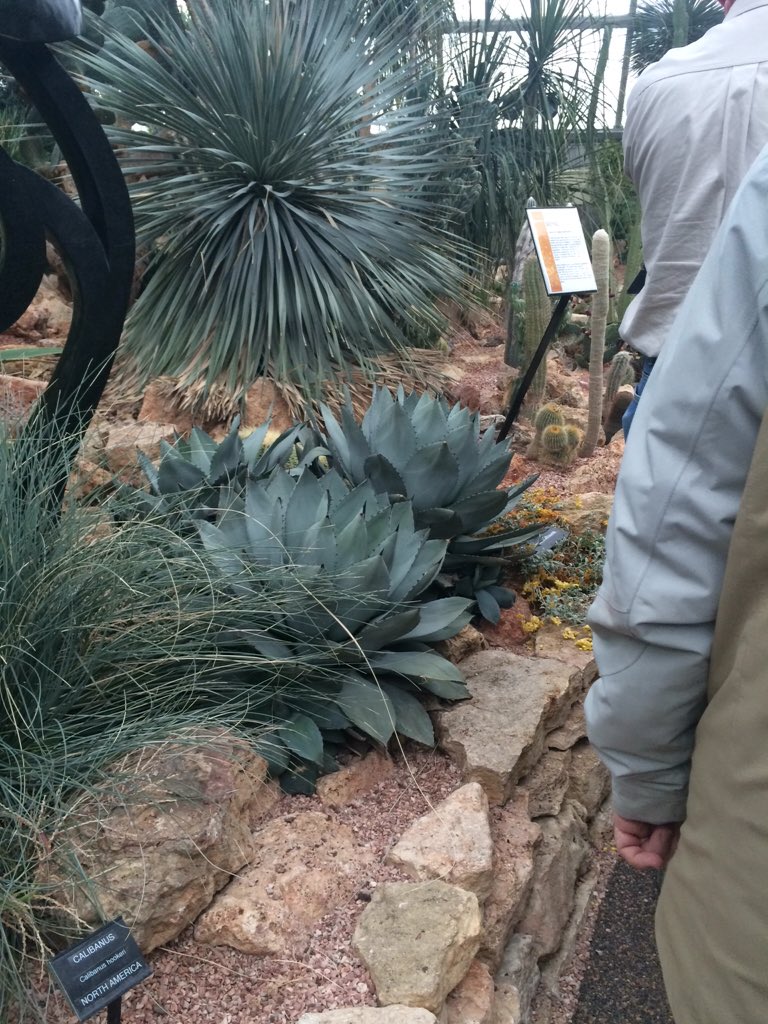 breannetidemann's tweet photo. Checking out the agave plants #tequila #preconferenceevent @CWSS_SCM https://t.co/ex8gtu6x9g