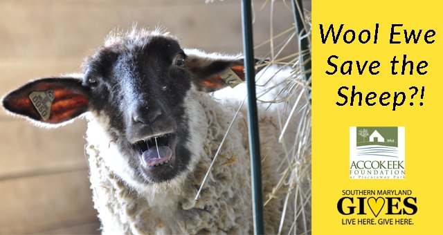 Accokeek's tweet photo. Wool Ewe Save the Sheep? Help to preserve Hog Island sheep this #GivingTuesday! https://t.co/w8QJ35DnLz https://t.co/n2F2Rd8uSD
