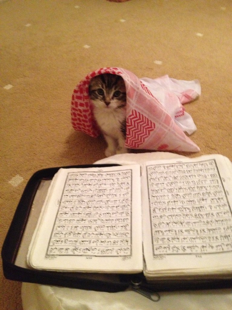 Saka1410's tweet photo. #1in5Muslims have forcefully converted their cat to islam https://t.co/RCvwaqKuw6