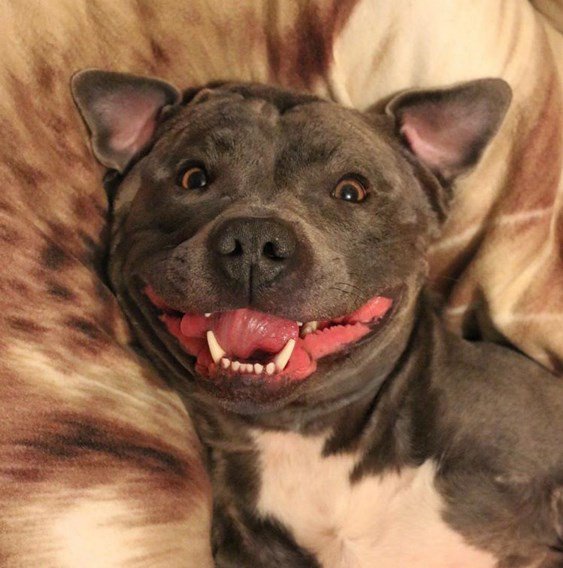 JornalOGlobo's tweet image. Ramsey, o cão 'mais feliz' do Instagram, conquista milhares de seguidores. glo.bo/1Xm3szN