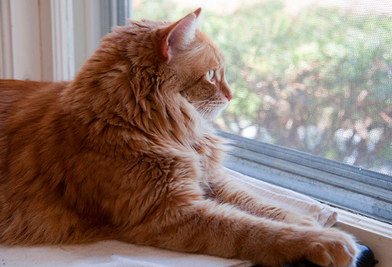 A pur-fect resource checklist for enriching the lives of indoor cats. indoorpet.osu.edu/cats/basic-ind…