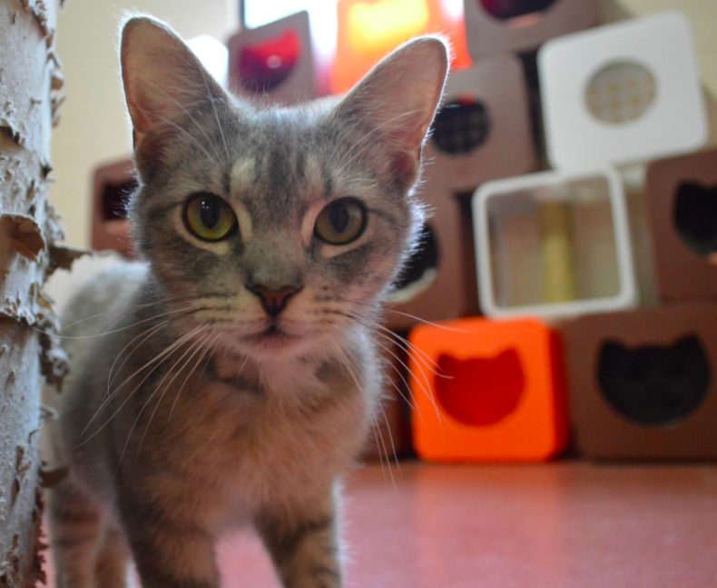 Rescue pets aren't 'bad' pets just very unlucky. Please visit your local rescue centre today &amp; save a life #adopt