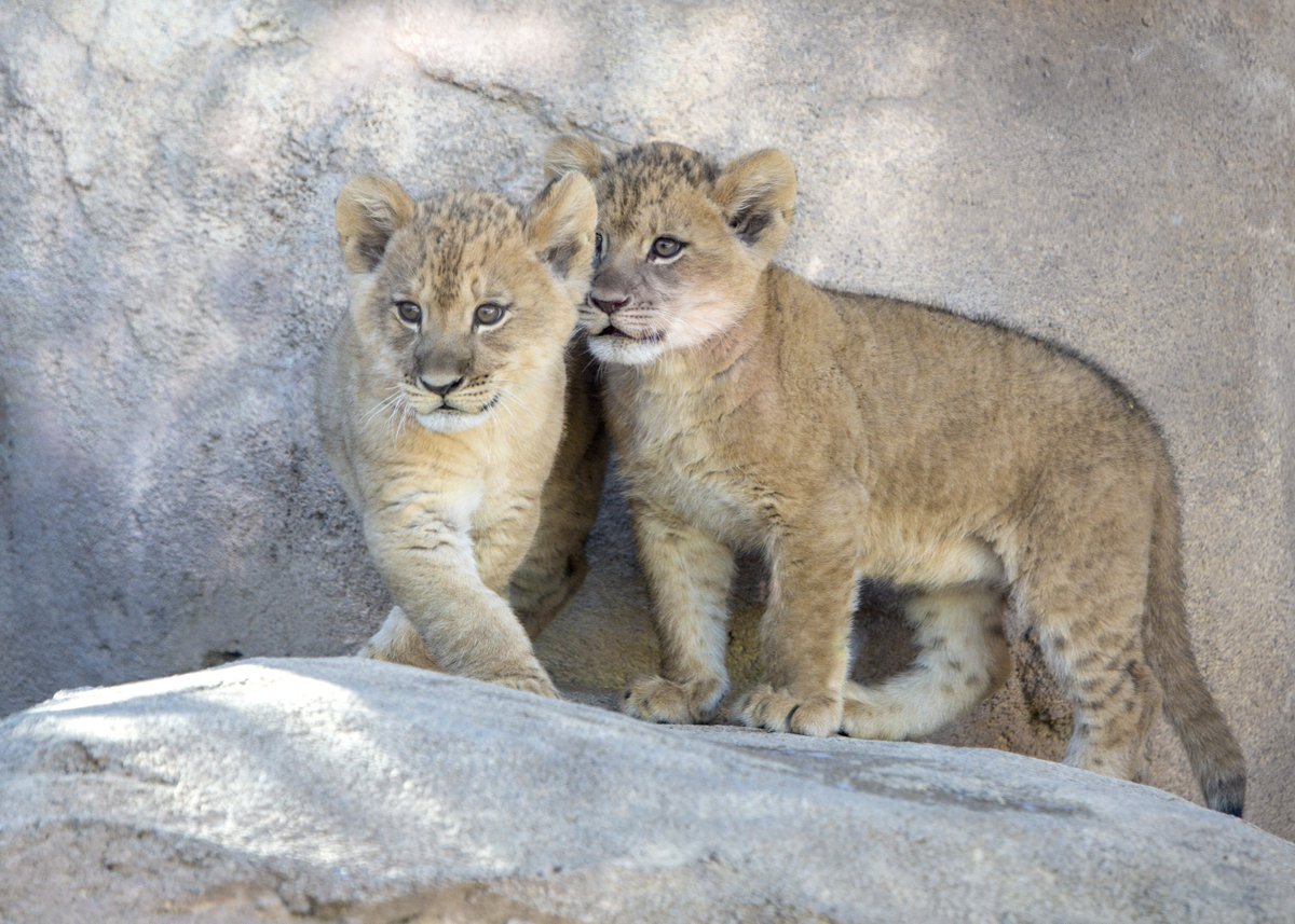 DenverZoo's tweet photo. LOOK WHO'S ON EXHIBIT! Visit male Kalu and female Kamara, weather permitting!  #cubs #cuties https://t.co/hH7g0QQxKs https://t.co/P5gjssrklH