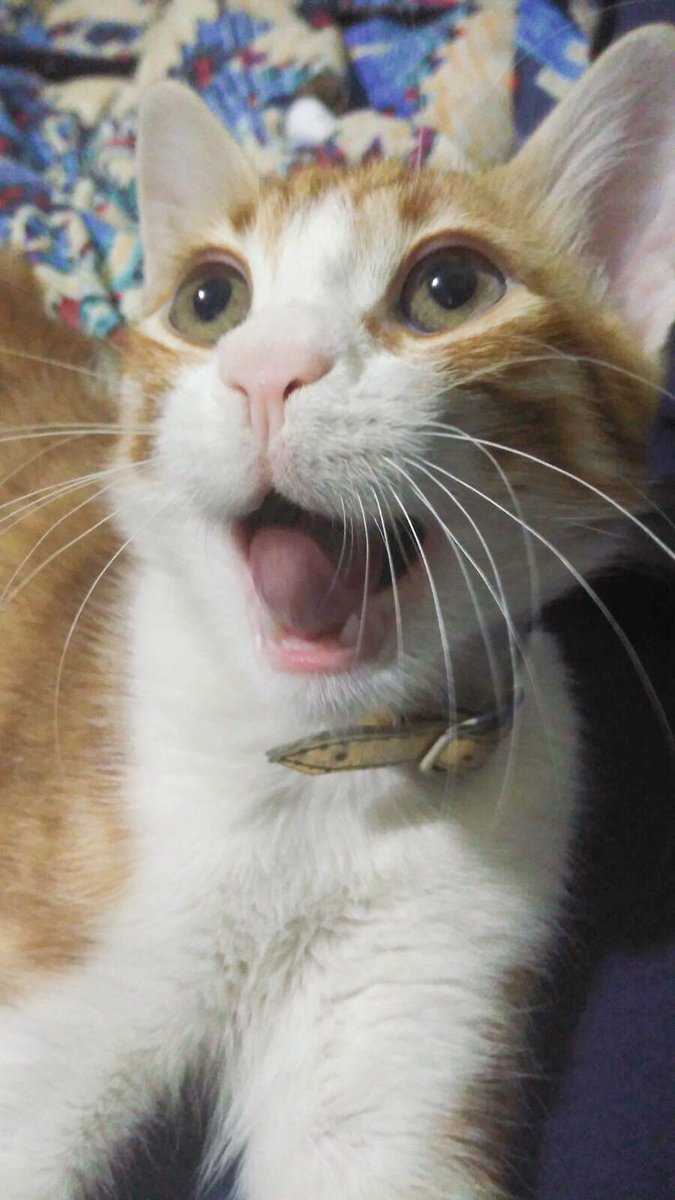 Gelsin beğeniler #cats  #ajanstiming