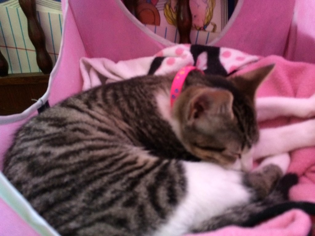 Lyndeealyssash2's tweet photo. #SleepingBeauty https://t.co/8YiyMLkjpD