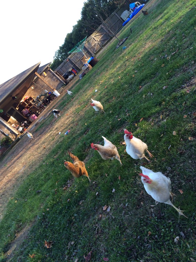 Lyndeealyssash2's tweet photo. #chickens crazy https://t.co/fBHGTEAAN8