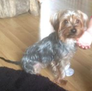 HelpingDogPaws's tweet photo. Albert is up for Rehome. He is 3 years old. Yorkshire terrier .A very calm dog, if a little nervous https://t.co/BEnO6dPwyc