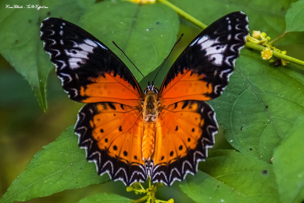 Butterflies of Cambodia - Photos from my recent visit
themeffect.com/2015/11/24/but…

#nature #Cambodia #butterfly #insect