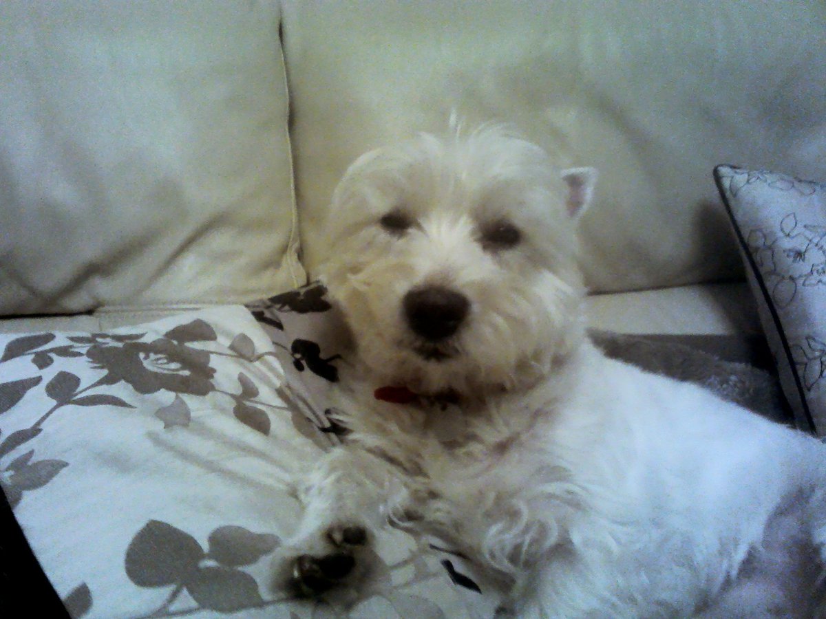 Woke me up again dancing around the front room cheering Duhawks on !!!!!!!!