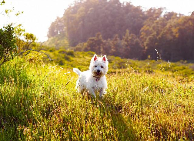 InstitutoPerro's tweet image. Un perfume casero para que tu perro huela delicioso bit.ly/1Oc3GZG