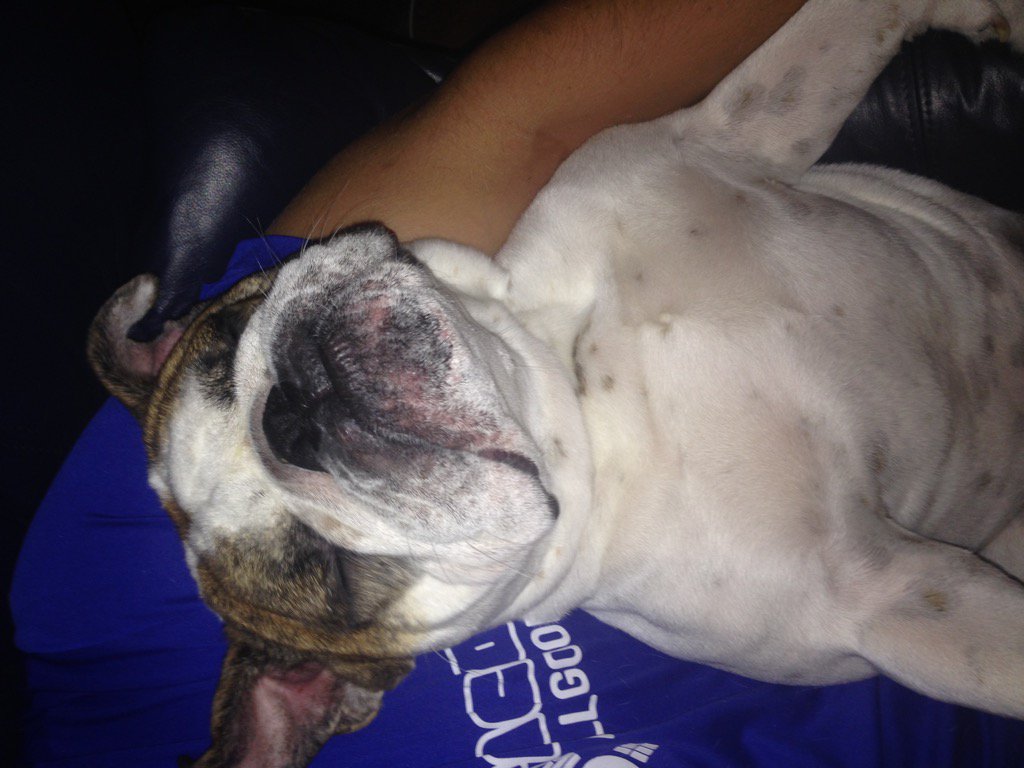 MasterCasey's tweet photo. All I do is sleep all day
-Champ
#AMCPets π₯π―#andpoop https://t.co/3HjujtVu1K