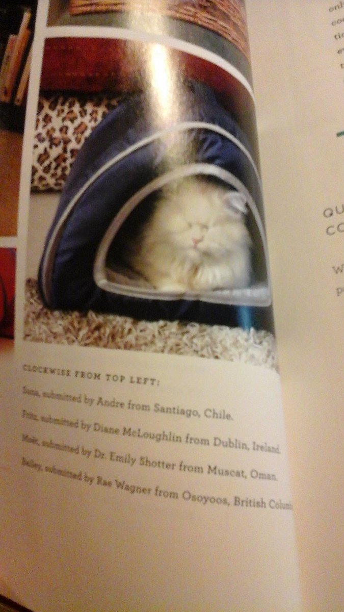 livingroomlions's tweet image. @mandthecats @MoetBlindCat