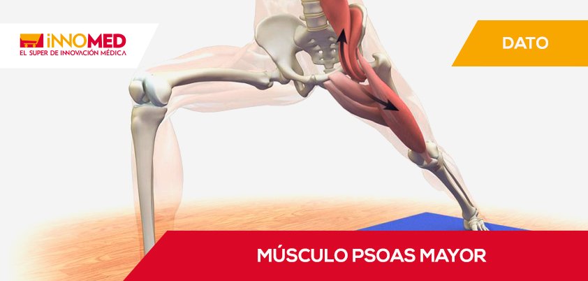El músculo psoas mayor es el que conecta a las piernas con la espina dorsal.