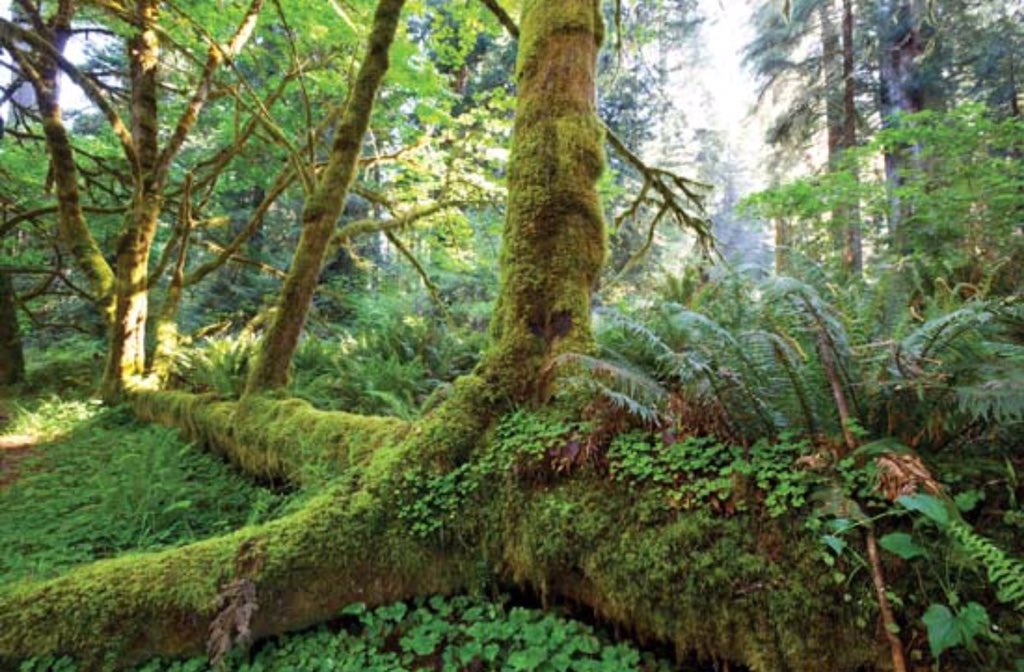 Come check out the beautiful Temperate Rain Forest 🌲that consists of large old trees,mosses,rain,dead wood,epiphytes