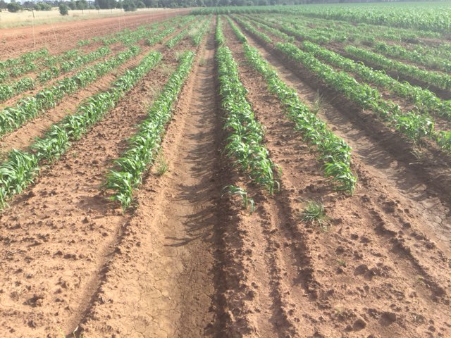 NufarmSeedsAU's tweet photo. We're thrilled with news that the Grain Sorghum CAT program is off and running in Sth NSW! #CATProgram https://t.co/lj1tIbCBKT