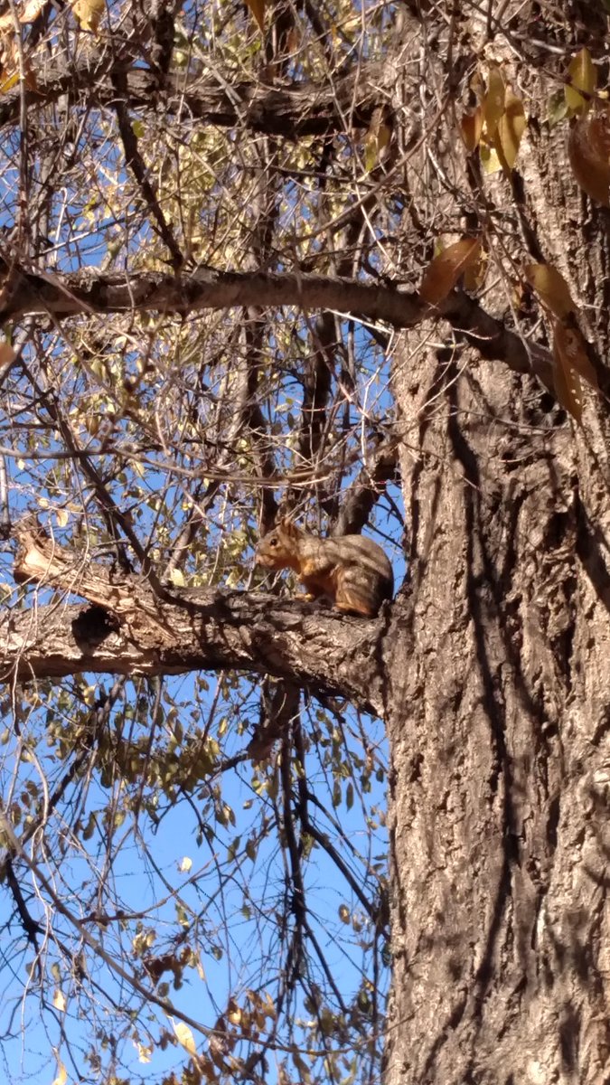 walker_jody13's tweet photo. #squirrelplay https://t.co/7VLcHg5MUr
