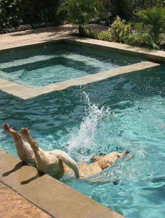 MayfieldSmith's tweet photo. Stay cool peeps #toohot #muggy #brisbane #lol #summerscoming https://t.co/BBbhCNrhJo