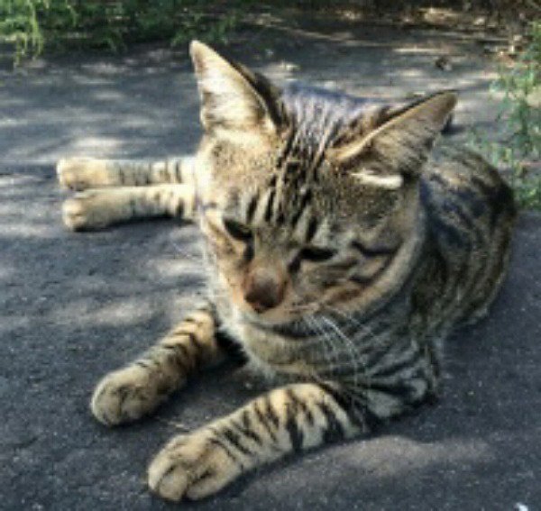 A list of tweets where 迷い犬・猫 捜索情報 相互フォロー was sent