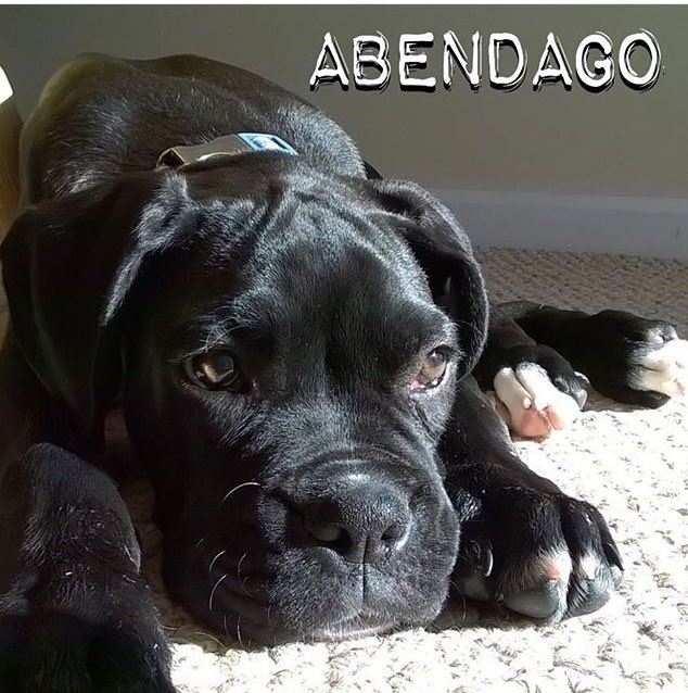 wendywillan's tweet photo. Benny is 6 days older than Goliath &amp; lives in another country! #twins #boxers #reversebrindle #random #socialmedia 💕 https://t.co/ilIdmreMrn