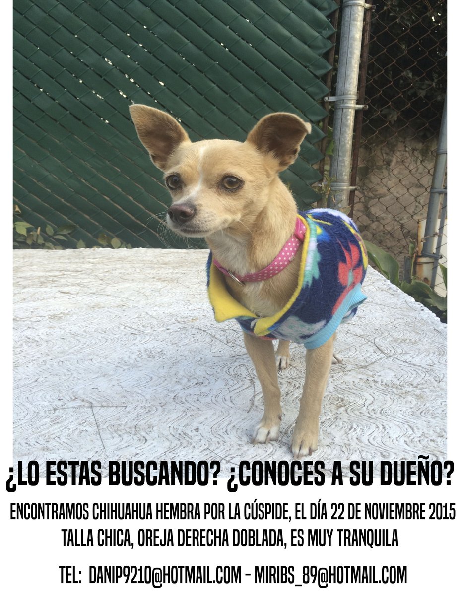 mirimi89's tweet photo. Queremos encontrar a sus dueños me ayudan a compartir @AvLomasVerdes @SomosColonos @satelucos @SoyNaucalpan https://t.co/yRoFRdVAxx